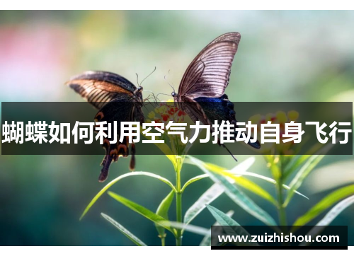 蝴蝶如何利用空气力推动自身飞行